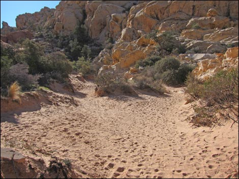 Calico Tanks