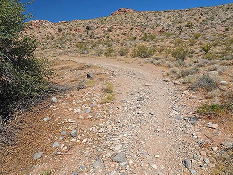 Calico Wash Trail