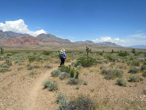 Campground Wash Trail