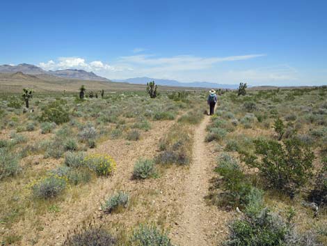 Campground Wash Trail