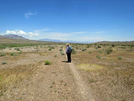 Campground Wash Trail