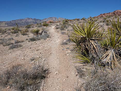 Entrance Station to Calico Basin Trail