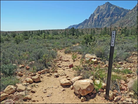 Fire Ecology Trail