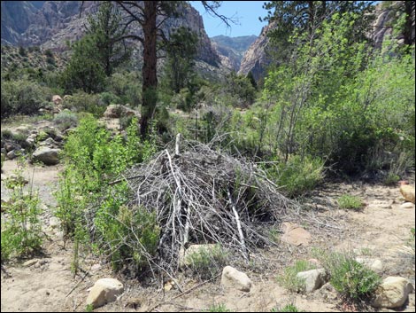 Fire Ecology Trail