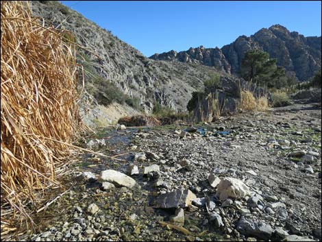 La Madre Mountain Wilderness Area