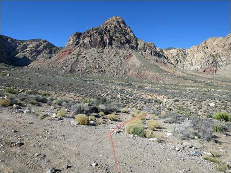 Lone Grapevine Spring