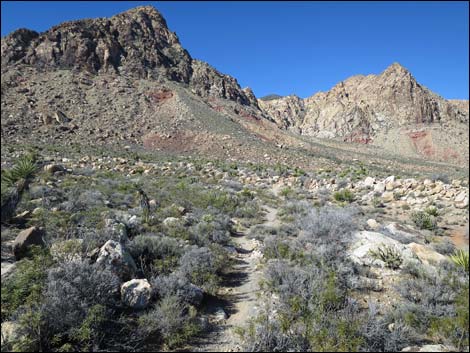 Lone Grapevine Spring