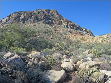 Lone Grapevine Spring