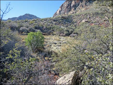 Lone Grapevine Spring