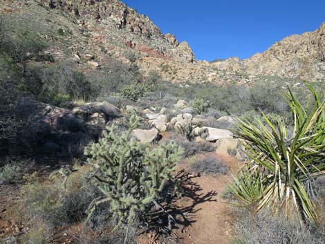 Lone Grapevine Spring