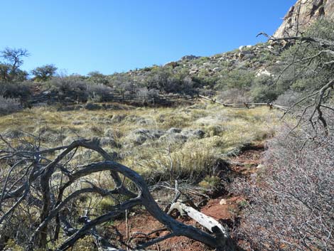 Lone Grapevine Spring