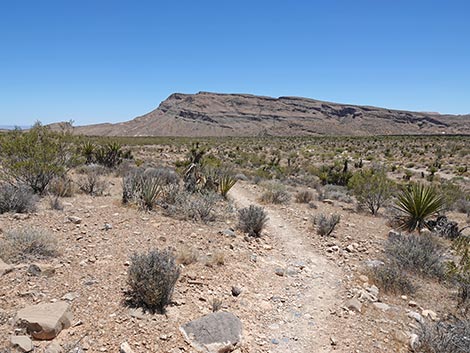 Moenkopi Trail
