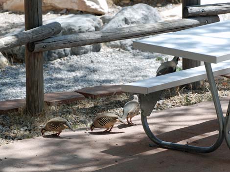 Willow Spring Picnic Area