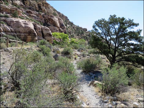 Petroglyph Wall Trail