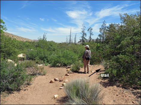 Pine Creek Trail