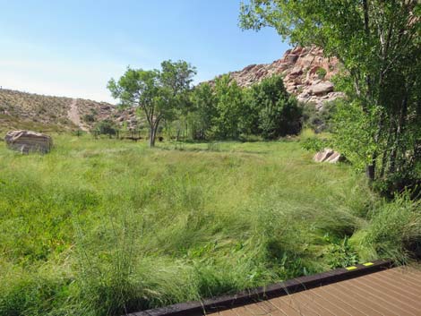 Red Spring Boardwalk