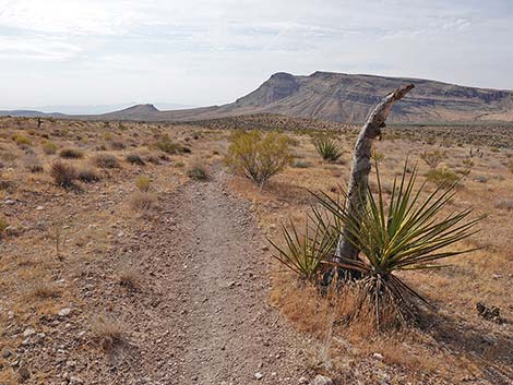 Ride Share Deluxe Loop Trail