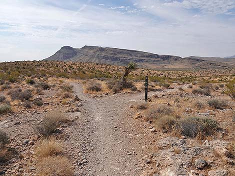 Ride Share Deluxe Loop Trail