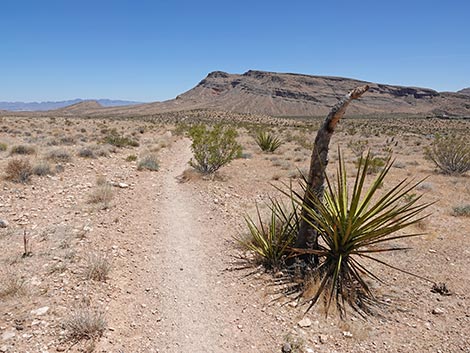 Ride Share Deluxe Loop Trail
