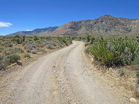 Lone Grapevine Road