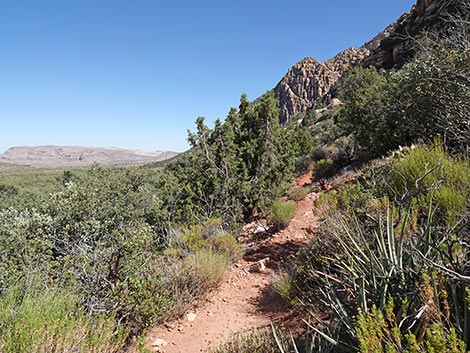 SMYC Trail