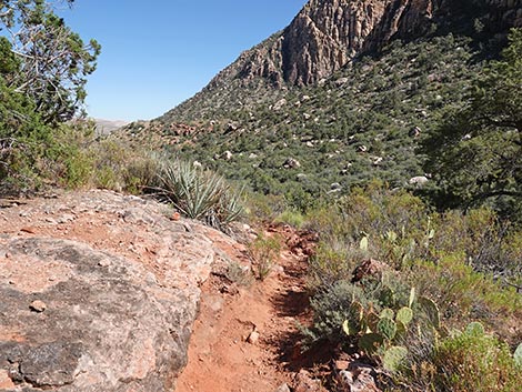 SMYC Trail