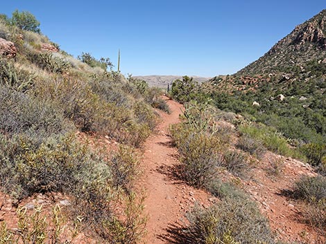 SMYC Trail