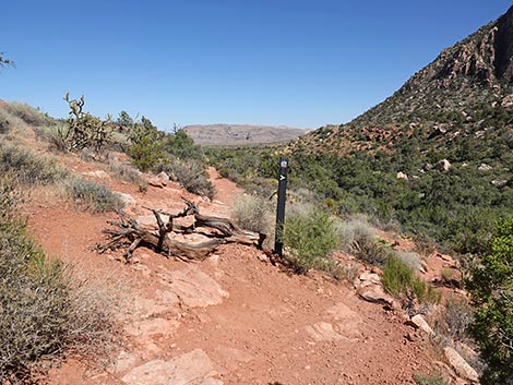 SMYC Trail