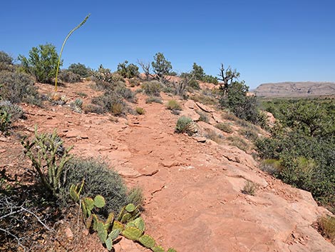 SMYC Trail
