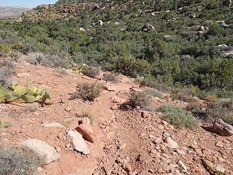SMYC Trail