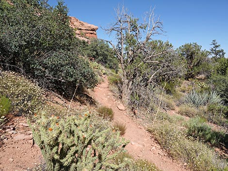 SMYC Trail