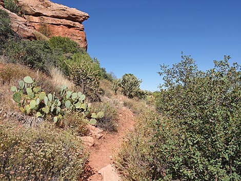 SMYC Trail