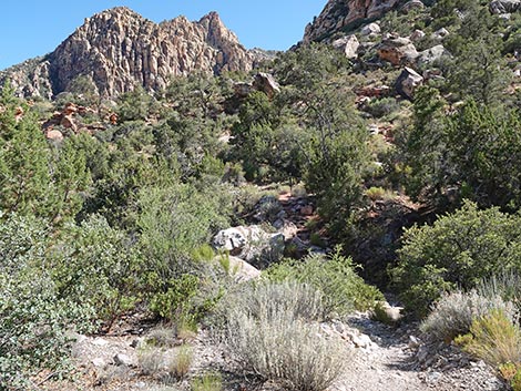SMYC Trail