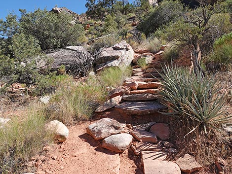 SMYC Trail