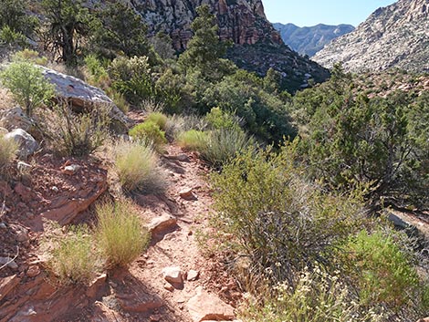 SMYC Trail