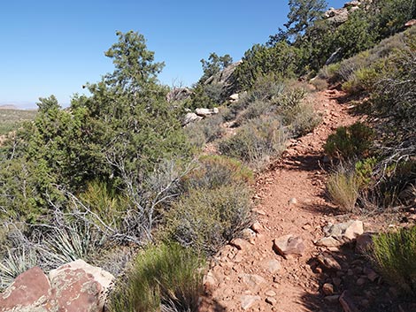 SMYC Trail