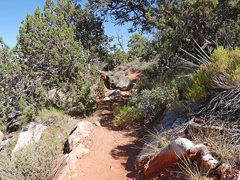 SMYC Trail