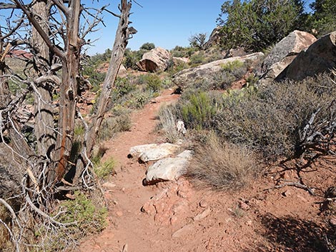 SMYC Trail