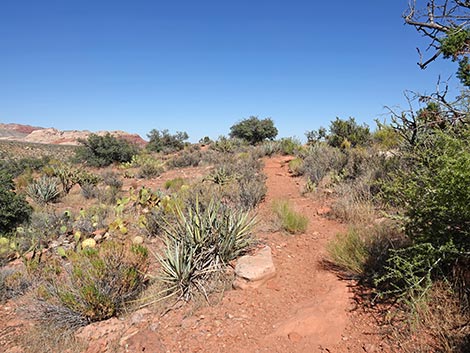 SMYC Trail