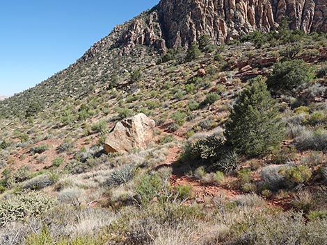 SMYC Trail