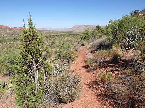 SMYC Trail