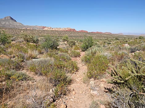 SMYC Trail