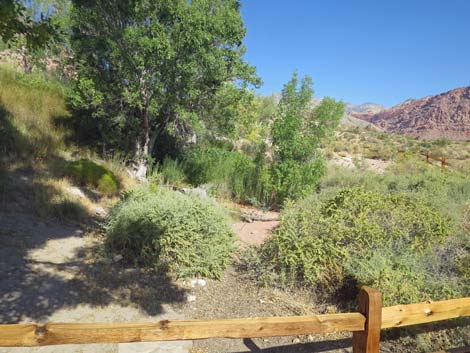 Red Spring Boardwalk