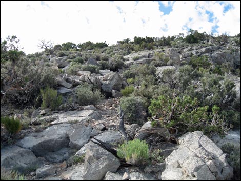 Turtlehead Peak