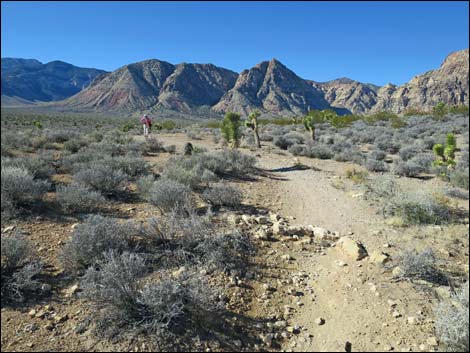 Cottonwood Valley Springs Loop Trail