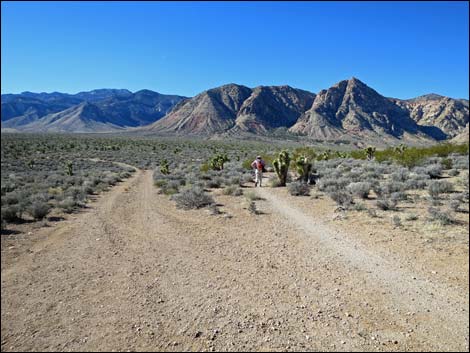 Cottonwood Valley Springs Loop Trail