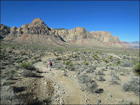 Cottonwood Valley Springs Loop Trail