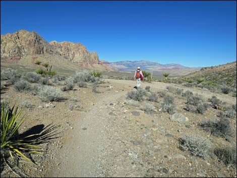 Cottonwood Valley Springs Loop Trail