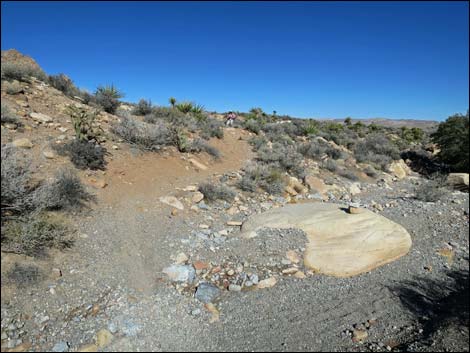 Cottonwood Valley Springs Loop Trail