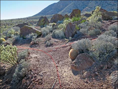 Cottonwood Valley Springs Loop Trail